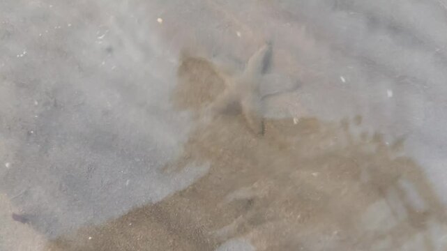 A starfish animal belonging to the phylum Echinodermata, is walking in the water at the edge of the beach