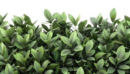 Obraz premium Lush green bush plant foliage