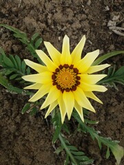 sunflower in the garden