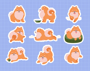Set of Pomeranian Spitz.