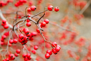 Red hawthorn berries growing on a bush in nature, autumn seasonal background. Crataegus monogyna. hawthorn. Branches with leaves and red berries in autumn