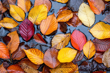 Fototapeta premium Coloured wet leaves lying on a wet road. AI generativ.