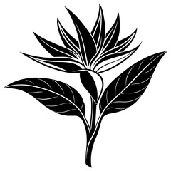 black and white flower