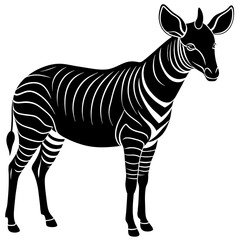 zebra isolated on white