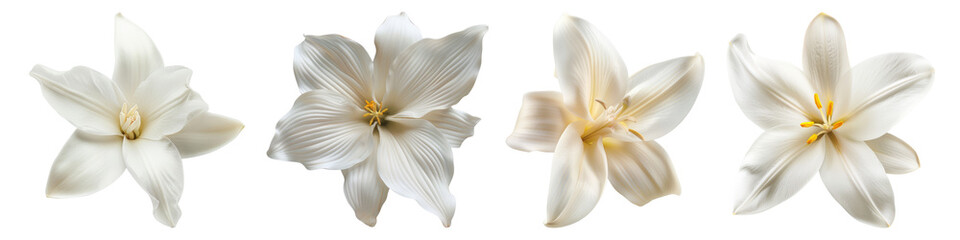 White vanilla flower isolated on transparent background