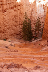 Hoodoo rocks in Bryce Canyon National Park on sunny day, Beautiful rock formations,beautiful natural landscape