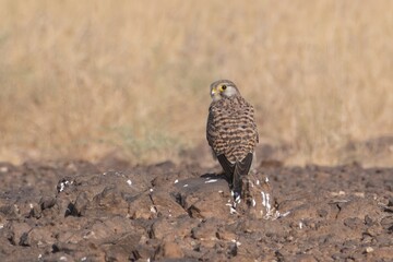 common kestrel or Falco tinnunculus at desert national park in Rajasthan, India