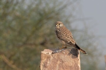 common kestrel or Falco tinnunculus at desert national park in Rajasthan, India