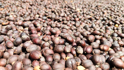 Indonesian Arabica coffee tree, in Curup Bengkulu the most superior coffee