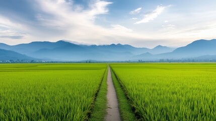 Fototapeta premium A view of a long rice field with a narrow dirt path running through it, leading the eye towards distant mountains on the horizon. 