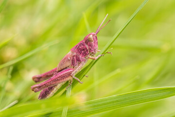 erythrism, color, red, grasshopper, insect, example, freak of nature, genetic defect, horthippus, Orthoptera