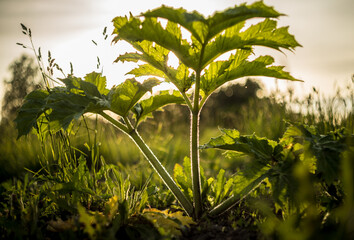 Obraz premium hogweed, heracleum, sosnowskyi, plant, poisonous, species, invasive, habit, leaves, young plant, appearance, characteristicsm, furanocoumarin, dangerous
