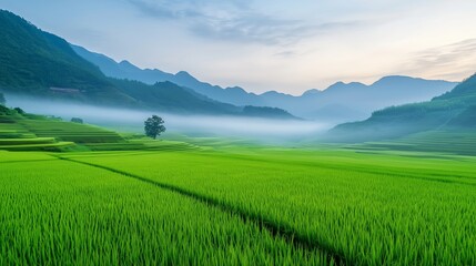 Fototapeta premium A misty morning in the rice fields, with dew-covered rice plants glistening in the early light, and mist rolling off the nearby hills. 