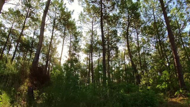 warme Sonnenstrahlen durchdringen Pinienwald mit gro&szlig;en B&auml;umen, traumhafte idyllische Atmosph&auml;re, Frankreich, Sommer, Sonnenaufgang

