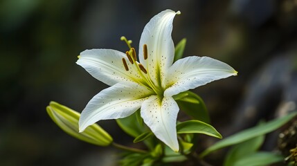 A close-up of a rare flower species found only in the Indian Himalayas