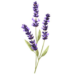 Naklejka premium Lavender: A sprig of lavender with vibrant purple flowers. png, transparent background.