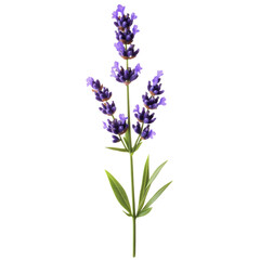 Obraz premium Lavender: A sprig of lavender with vibrant purple flowers. png, transparent background.