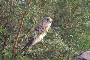 common kestrel or Falco tinnunculus at desert national park in Rajasthan, India