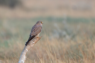 common kestrel or Falco tinnunculus at desert national park in Rajasthan, India