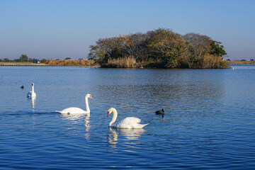 晴れ渡った冬の朝 利根川の白鳥（千葉県香取市）