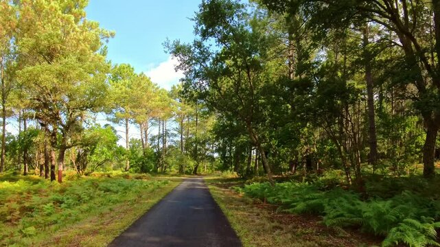 Radweg durch gr&uuml;nen Pinienwald bei gutem Wetter, Natur, Landschaft, Frankreich
