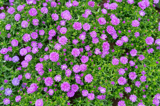 Argyranthemum frutescens or Marguerite, Marguerite Daisy fower for background,home and gaden decor concept Home Inspirations