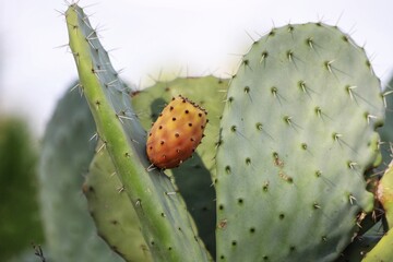 Prickly pear cactus, opuntia, Indian fig opuntia with fruits.