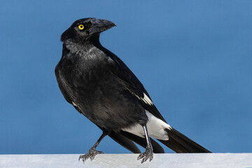 Australian Pied Currawong