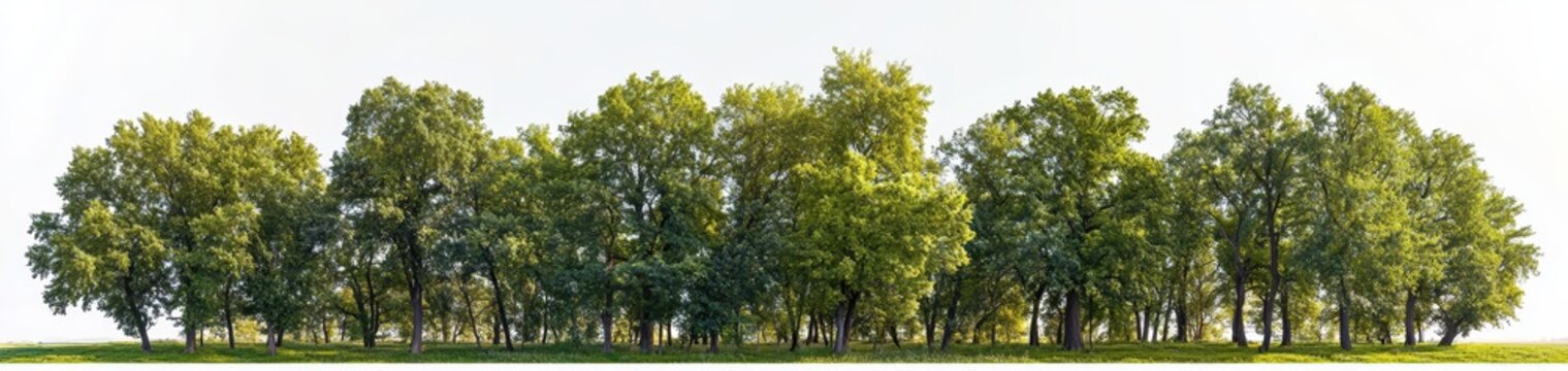 A large group of green trees in the park, against a white background, in PNG format, with super-realistic, hyper-detailed, high-resolution