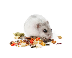 A cute gray hamster enjoying a mix of seeds and grains on a white background
