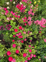 pink flowers in a garden