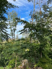 forest in the mountains
