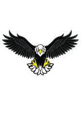 Obraz premium Falcon logo