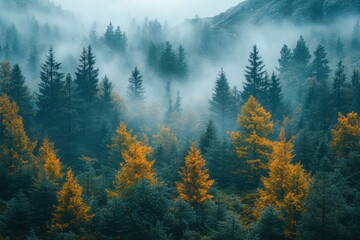 Misty mountain forest with autumn trees in vibrant colors during early morning