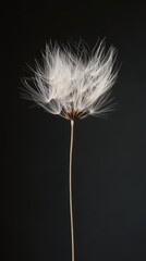 Single dandelion seed head against dark background