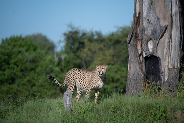 African cheetah, Masai Mara National Park, Kenya, Africa. Cat in nature habitat.