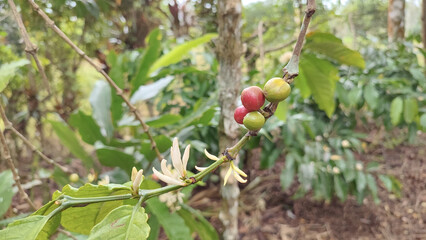 Indonesian Arabica coffee tree, in Curup Bengkulu the most superior coffee