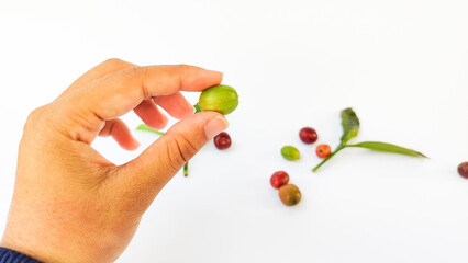 Indonesian Arabica coffee tree, in Curup Bengkulu the most superior coffee