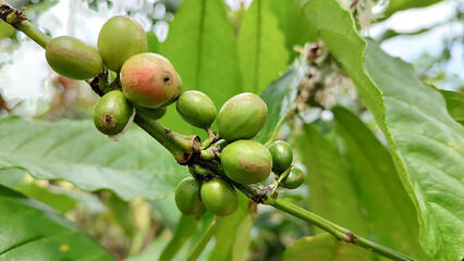 Indonesian Arabica coffee tree, in Curup Bengkulu the most superior coffee
