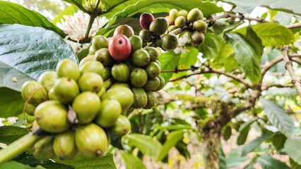 Indonesian Arabica coffee tree, in Curup Bengkulu the most superior coffee