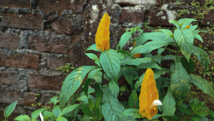 Exotic yellow flower, Acanthaceae Pachystachys Lutea, known by the common names lollipop plant golden shrimp.