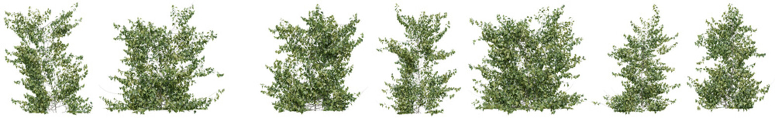 European ivy or Hedera helix plant for decorate wall, pillar and fence with isolated on transparent background. png file, 3d rendering illustration, clip art and cut out © EcoSpace