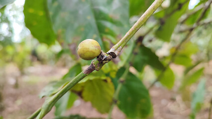 Cordless drill with drill bits, white background for copy space.