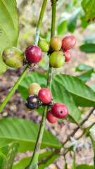 Indonesian Arabica coffee tree, in Curup Bengkulu the most superior coffee