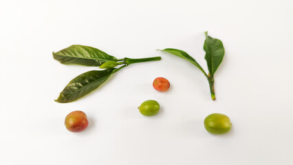 Fototapeta premium Indonesian Arabica coffee tree, in Curup Bengkulu the most superior coffee