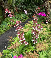 Tropical flower - Oncidium Sharry Baby Sweet Fragrance orchid. seen in botanical garden, big island, hawaii