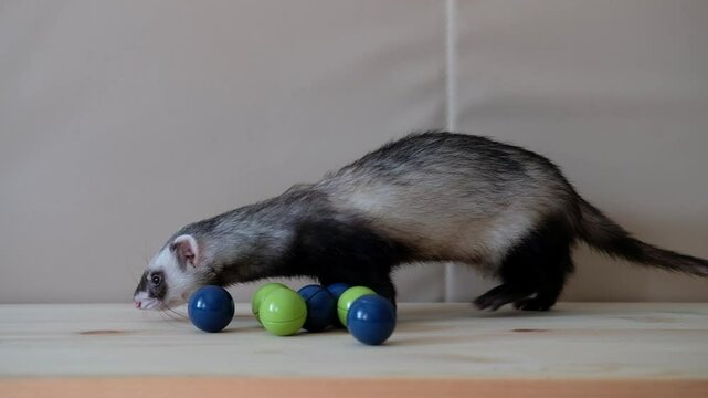 ferret play at home 