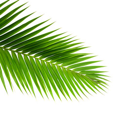 Obraz premium Tropical green coconut or palm fronds isolated on transparent background 