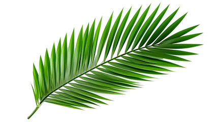 Fototapeta premium Tropical green coconut or palm fronds isolated on transparent background 