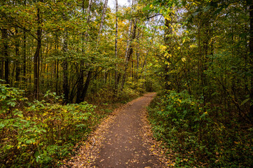 Path in autumn forest. Scenic view of bright orange and green trees. Road in the forest park. Beautiful forest alley landscape.